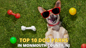 Top 10 Dog parks in Monmouth County